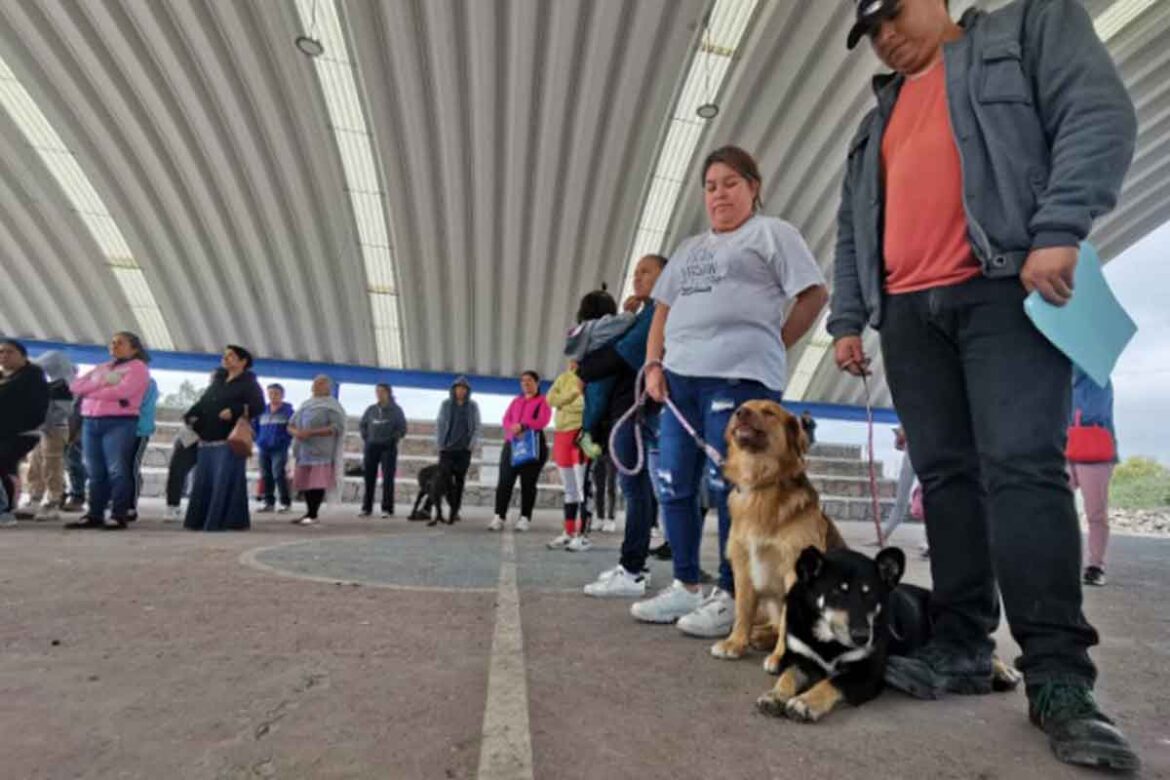 Corregidora realiza campaña de esterilización de mascotas