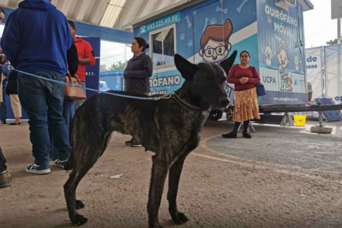 Dan buenos resultados en protección animal en Corregidora