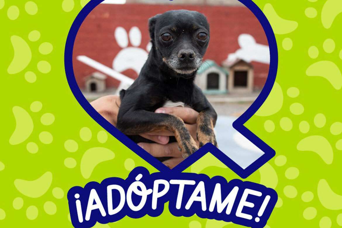 Habrá mega jornada de adopción animal