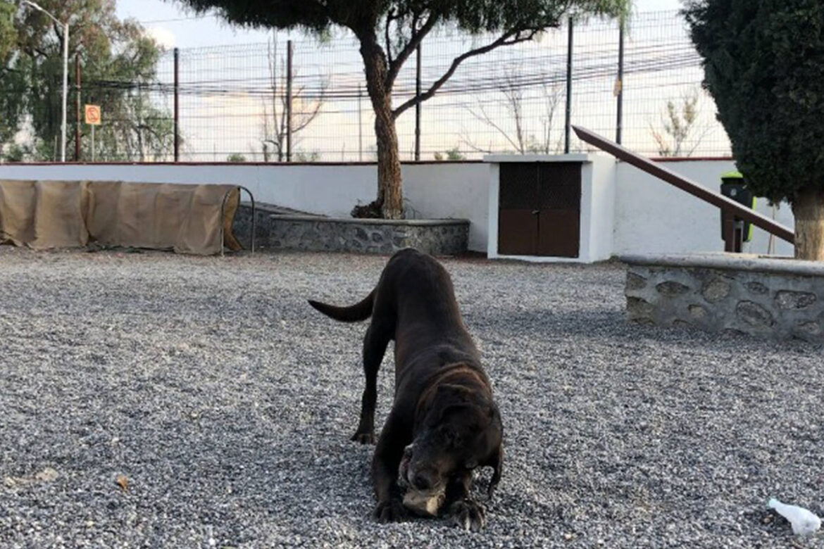 Incrementan servicios de cuidado animal en Corregidora