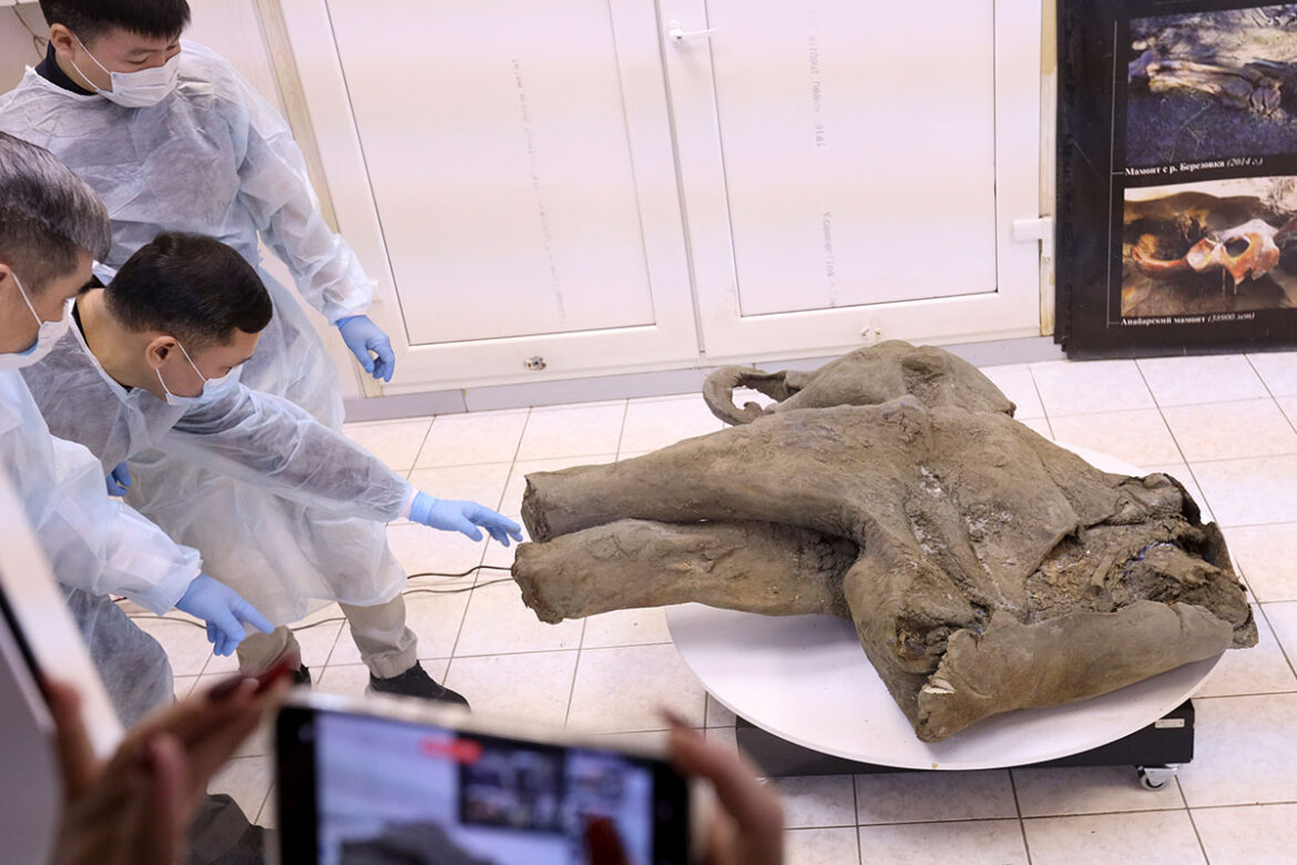 Hallan mamut bebé preservado desde hace 50 mil años