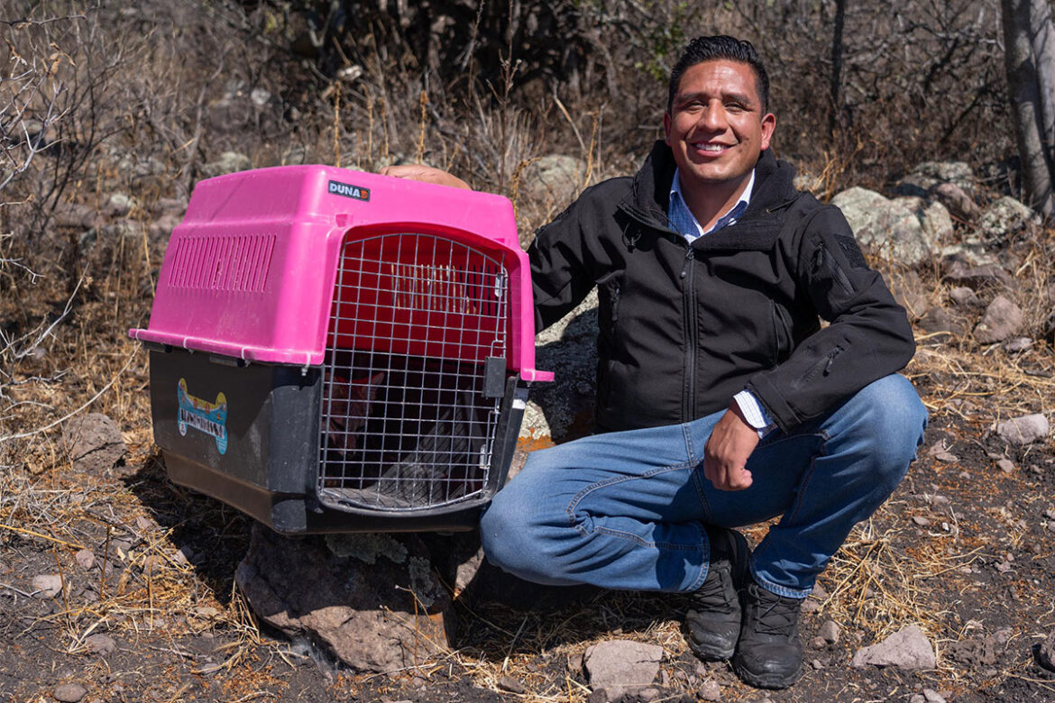 El Marqués realiza liberación de fauna silvestre