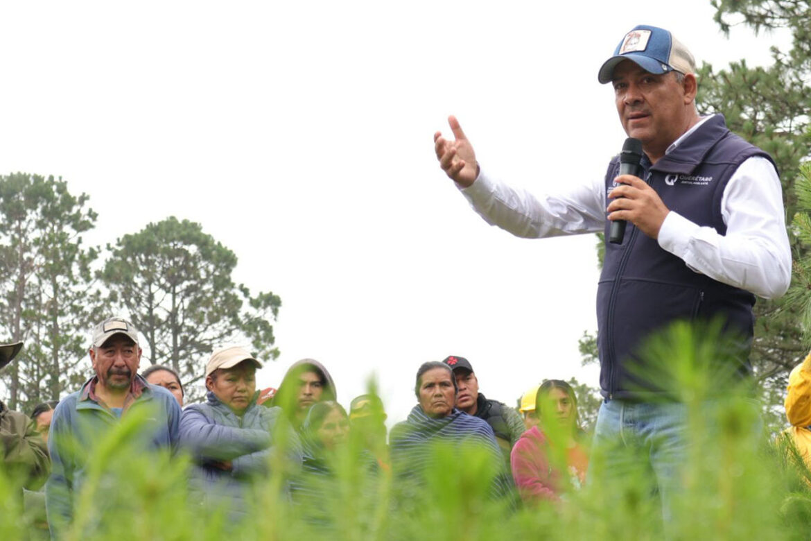 Destinan 55 mil árboles para Pinal de Amoles