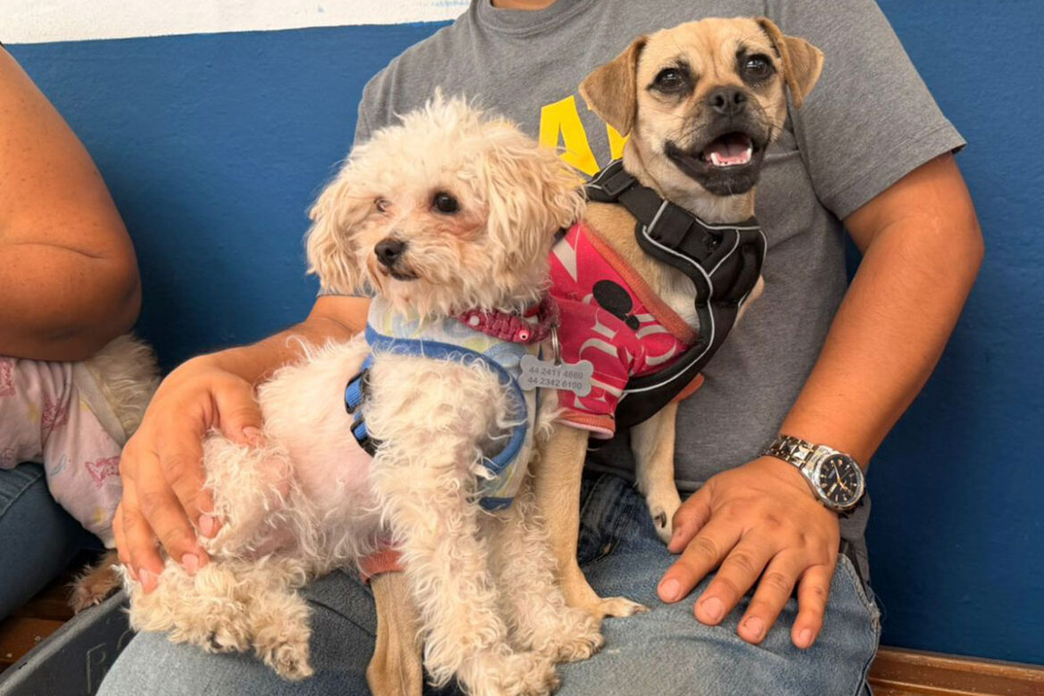 Este sábado 28 de febrero en la Unidad Deportiva La Purísima se ofrecerán esterilizaciones, microchip y vacuna antirrábica sin costo